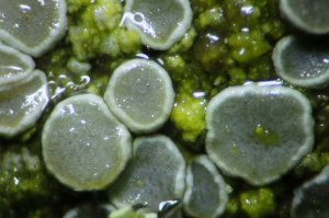 Close up of the ascocarps which looked a bit grey for Lecanora chlarotera, but the LED lighting does make the image more blue-green.