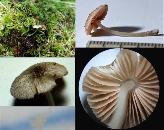 Field identification or ID without microscopy  based on the kind of features shown is inadequate for most fungi.