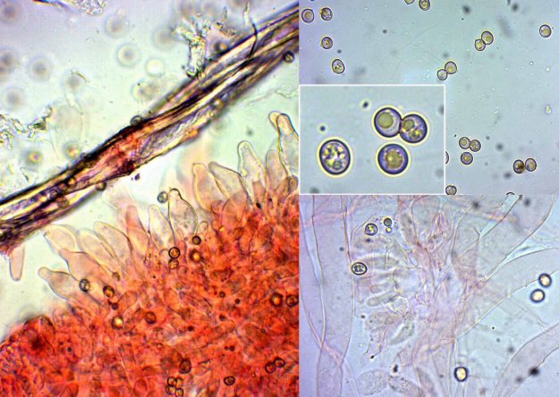 Microscopy shows gill edge cystidia more typical for P. exiguus (FungaNordica).