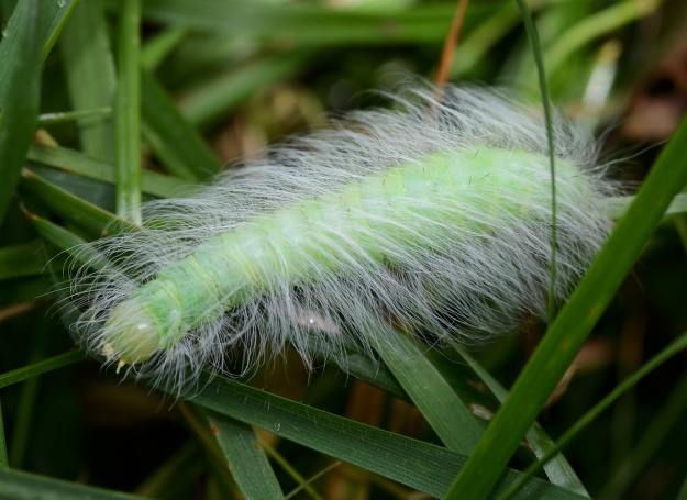 Acronicta leporina caterpillar - final instar Photo by FungiJohn