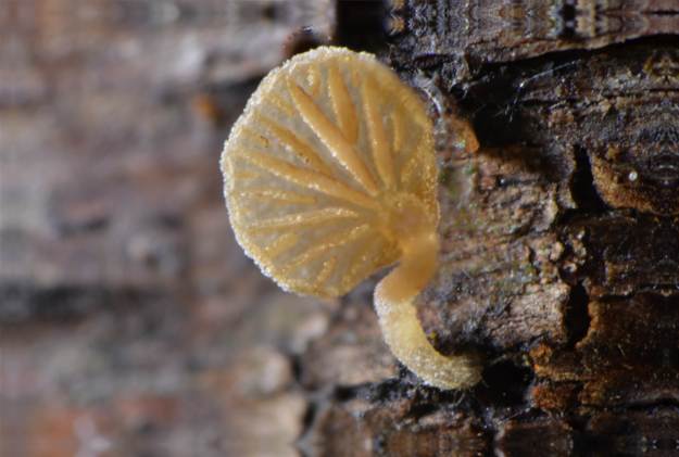 Stacking using freeware was used to make the image of this yet unidentified toadstool.