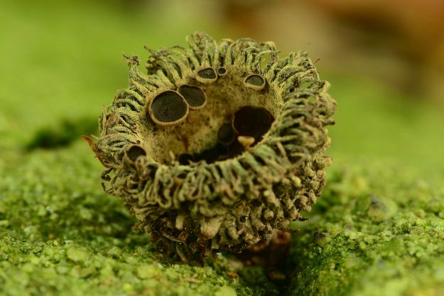 Lanzia echinophila