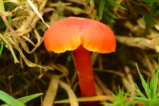 Hygrocybe coccinea - Scarlet Waxcap