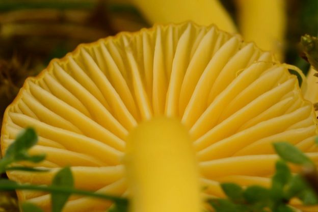 One of those pesky little yellow waxcaps - Hygrocybe sp.