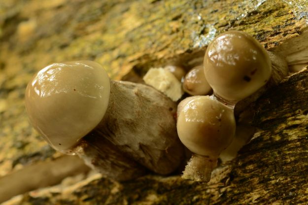 Oudemansiella mucida - Porcelain fungus, young stage