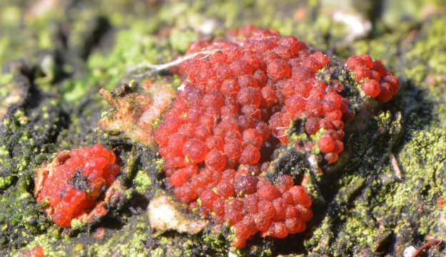 Nectria coccinea - a Coral Spot, in Granby Wood on 27 Sep 14 